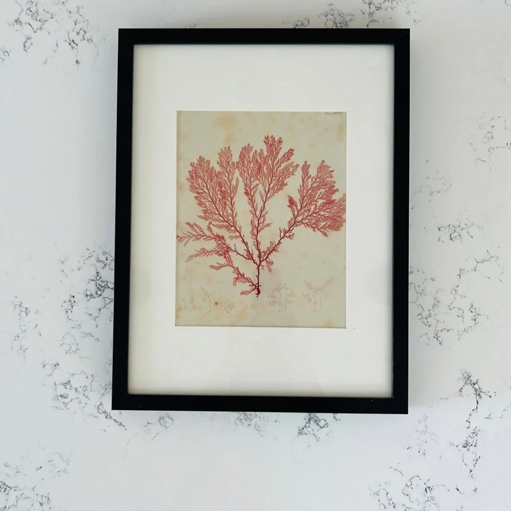 IKEA Minimalist Red Coral Wall Decor
